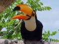 /album/tucano/tucano-4-jpg/